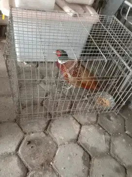 Jual Ayam Hias Ringneck Pheasant
