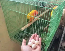 Sunconure sepasang