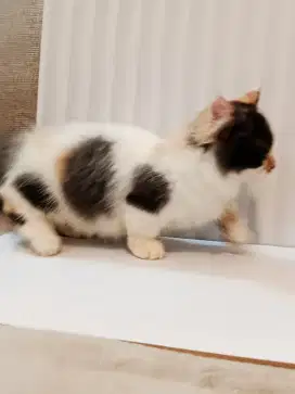Kucing Munchkin mix persia