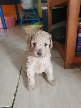 Semua 3 ekor poodle