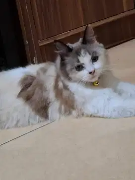 lepas adopsi kucing persia betina