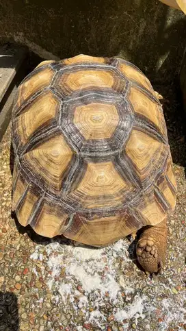 Sulcata sepasang jumbo