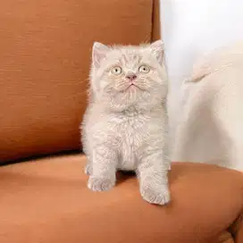 British shorthair lilac