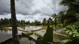 Dijual Tanah Sawah kebun akses mobil di Pandeglang 5125 m2