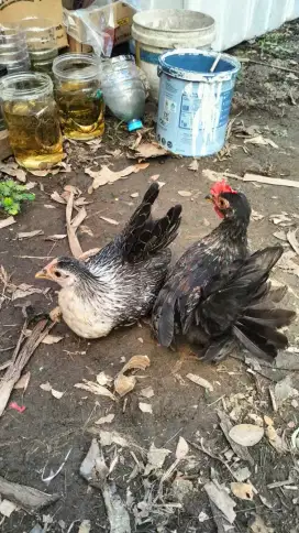 Ayam kate sepasang mines ekor miring kesamping