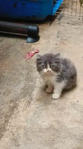 jual anak kucing ras asli persia Himalaya maincoon