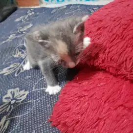 Anak kucing lucu