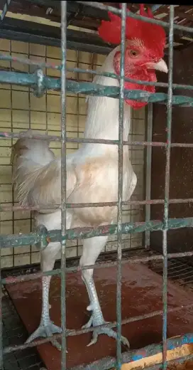 Ayam Pelung Putih Dewasa