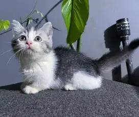 Kucing munchkin british shorthair bsh british short hair