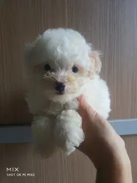 Male Party Poodle