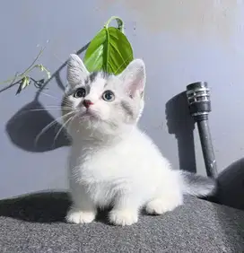 Kucing munchkin bsh british short hair british shorthair