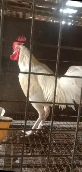 Ayam Pelung Putih Jantan Dewasa
