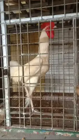 Ayam Pelung Putih
