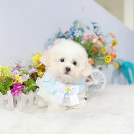 Tiny party fawn poodle super imut kaki cebol cute face pudel podle