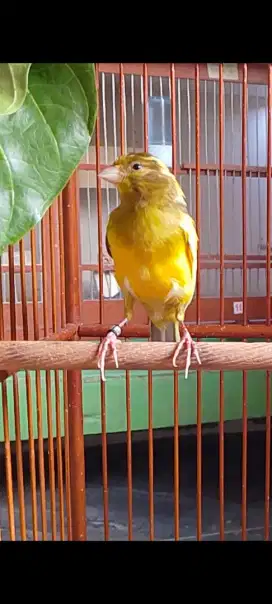 Kenari gacor dorrr siang malam