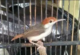 burung prenjak coki jantan jinak rajin bunyi