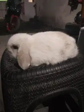 Kelinci hollandlop