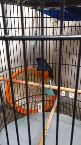 Jual Burung Murai