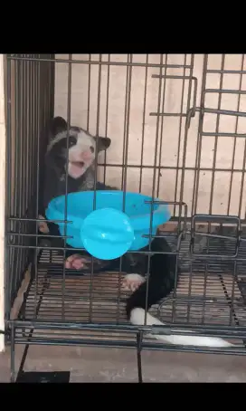 Jual musang pandan mozaik borongan
