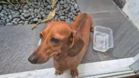 Anjing tekel betina