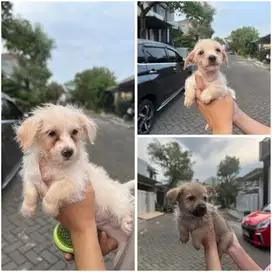 Pommix, tukar uang pakan