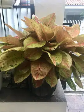 Bunga Aglonema Pink besar dan subur
