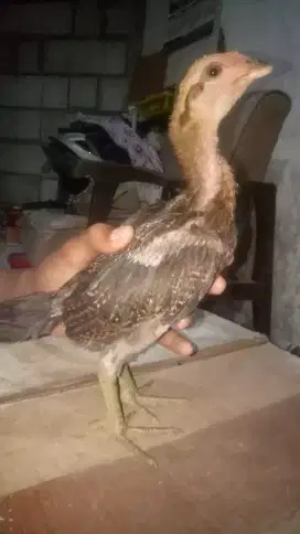 Anak An Bulbi Jenis Pamakhoy