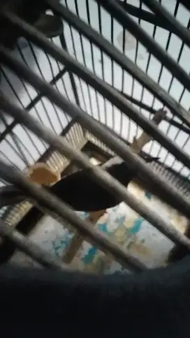 burung murai avatar betina