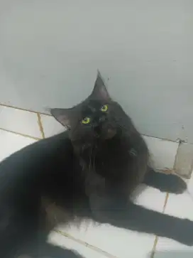 Kucing maine coon / kitten mainecoon / mc / mco / pedigre / ped