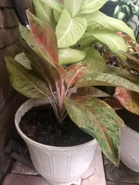 Dijual Bunga Aglonema Pink tumbuh subur