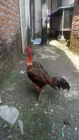 Ayam Bangkok Bulbi Jenis Pamakhoy