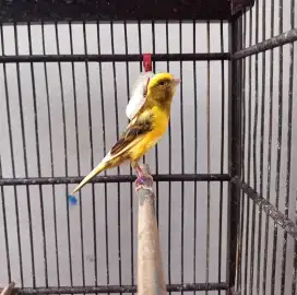 Kenari Betina Bon Kuning