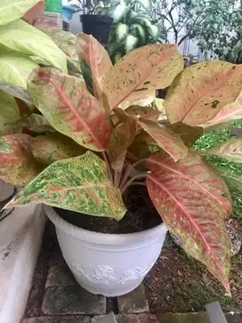 Bunga aglonema pink subur