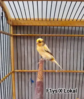 Kenari AF Bon Kuning Simetris