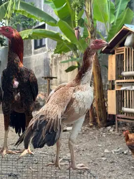 Calon induk lidi ori madura ekor kaku