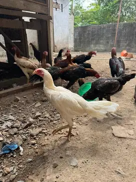 Calon indukan lidi putih full