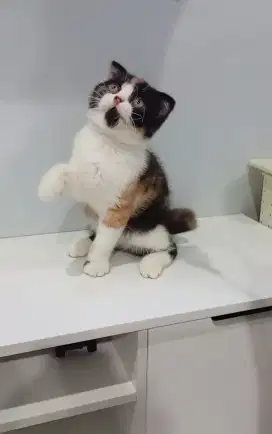 SCOTISH FOLD CALICO