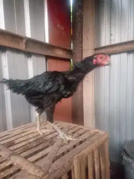 Ayam babon bangkok telur hijau kaki sisik buaya