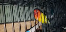 Lovebird Bio ino mm