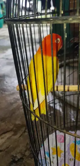 Lovebird Biola PF euwing