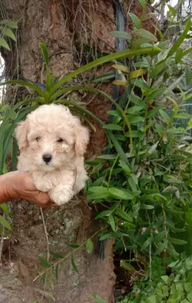 Poodle betina canteekkk