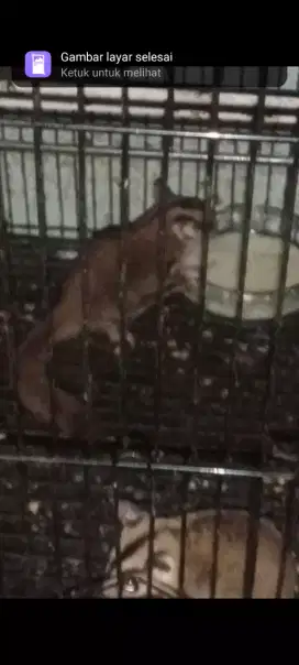 Sugar Glider CG