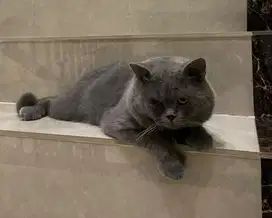 British Shorthair Adult Jantan Pure
