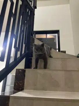 British Shorthair Adult Jantan Pure