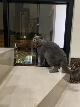 British Shorthair Adult Jantan Pure