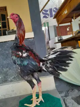 Ayam Bangkok ( Khoytrad )