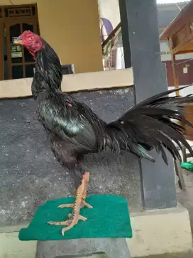Ayam Bangkok ( Khoytrad )