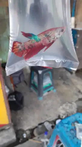 Jual Berbagai Macam Ikan Cupang