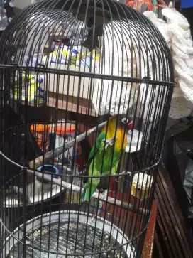 lovebird jantan labet