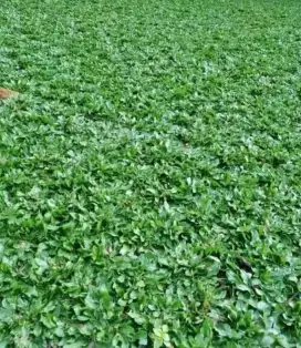 Rumput gajah mini